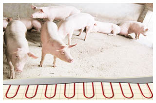 �����Bֳ����